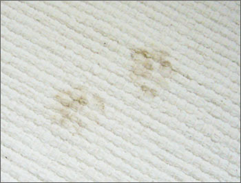Pet Stain Removal CNY Mohawk Valley